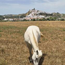 White horse in front of a white village (Arcos is in the background).