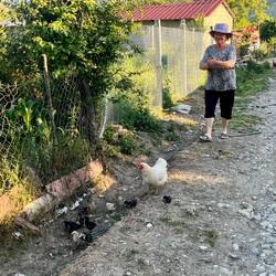 Retour à la civilisation et cette dame qui veut que je photographie ses poules