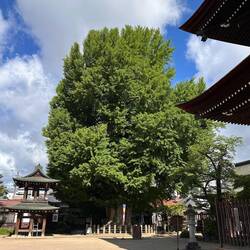 The 1200 year old Ginkgo
