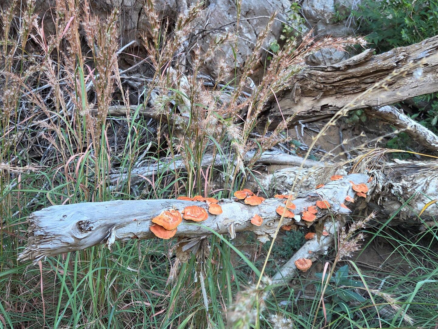 We hardly saw any fungi