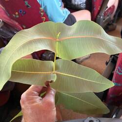 Amazing gum leaf pattern
