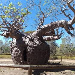 The prison boab. So sad and shameful to read how the aborigines were treated.