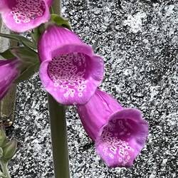 Just a pretty flower