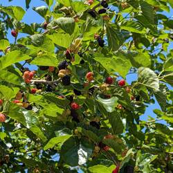 Maulbeeren sind schon reif und lecker