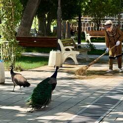 Peacocks descended from those during the emir's time, over 100 years ago
