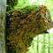 Wunder der Natur