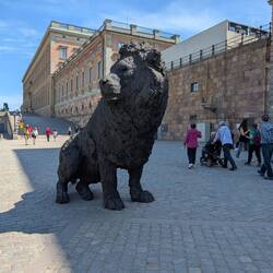 This lion was massive!