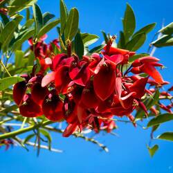 Cockspur Coral Tree ... on the Bostanlı-Karşıyaka waterfront — İzmir.