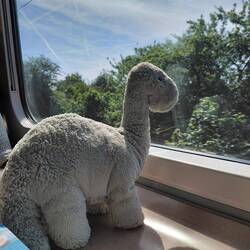 Bronti genießt die Zugfahrt 😍