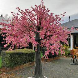 Paul's Mumma would love this tree