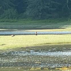 Some bears sizing us up from a couple hundred yards away.