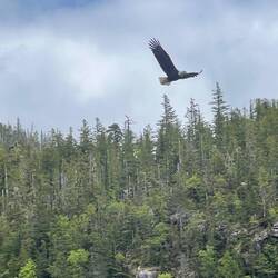 Bald Eagle.