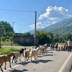 Parmi les attractions du matin, la déambulation des chèvres devant la maison