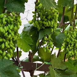 Lady-finger grapes growing on the grounds of our Khiva hotel