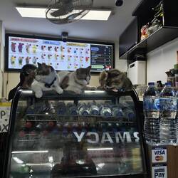 Plenty of cats on the island. And apparently, they all loved this juice bar!