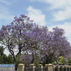 The Jacaranda trees were in bloom and plentiful -- big and pretty.