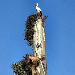 Saw this bird atop a tree on my morning walk.