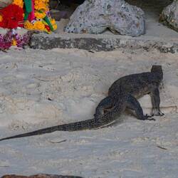 A monitor lizard on its way to make an offering...