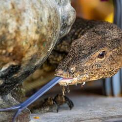 Lizard having a lick around (no, not a typo, just a wee pun) :D