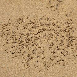 That pattern is a crab's doing. Love the geometric design! :D