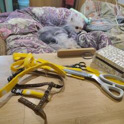 Vicky started to sew a little bespoke harness for Leo. He wasn't impressed 😒