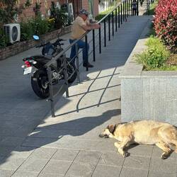 Streunender Hund / Stray dog