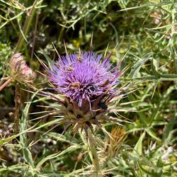 Bienenmagnet Distelblüte