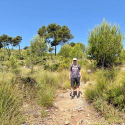 Martin in Pinien- und Graslandschaft