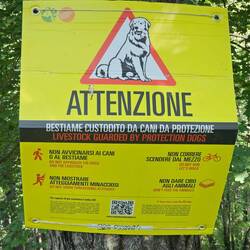 Thankfully, I didn't see any "protection" dogs