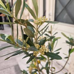 Olive in bloom