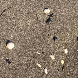Hier sammeln wir Muscheln, keine Steine