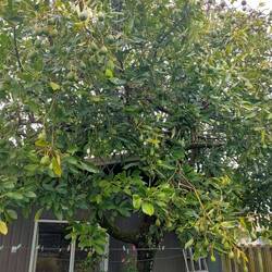Amazing avocado tree laden with fruit