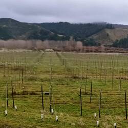 Fields & fields of hops