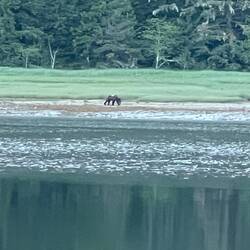 Mama bear was about 50 yards from her cubs.