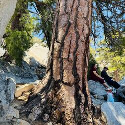 Jeffrey Pine: Vanilla & Butterscotch scent! 🤤