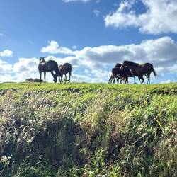 These beauties were grazing above us as we walked