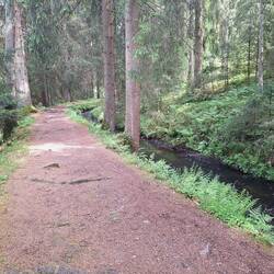 Ein Traum von Waldweg 🥰