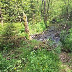 Der Spiegelbach