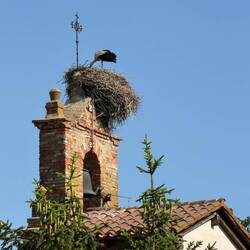 More stork nests
