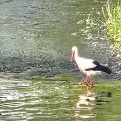 Stork!