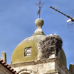 Stork nest