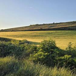 Wheat fields