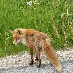 Auf dem Weg dahin lief ein wenig scheuer Fuchs an der Strasse entlang