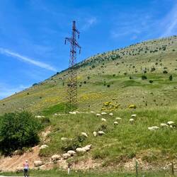 Aujourd'hui j'ai eu un nombreux public le long des routes. Ovins, bovins, caprins