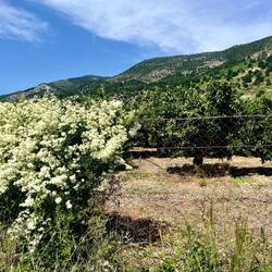 Nouveau dans ce secteur de l'Albanie : les parcelles d'agrumes bien irriguées