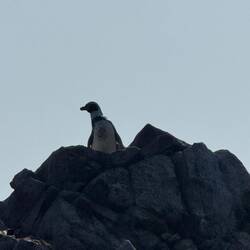 My Peguin