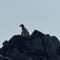 My Peguin