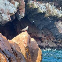 Red footed booby