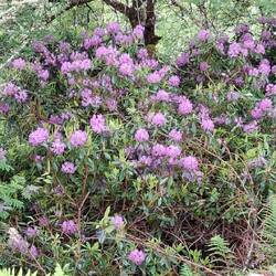 Wilder Rhododendron hat uns auf der ganzen Fahrt begleitet