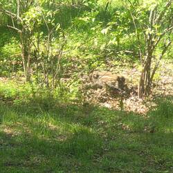 Wild boar